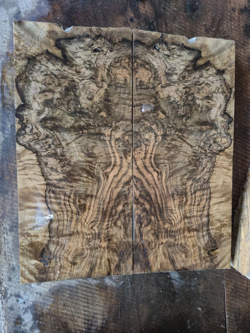 Exhibition Grade Knife Blocks (Oversized Book-Matched & Singles)