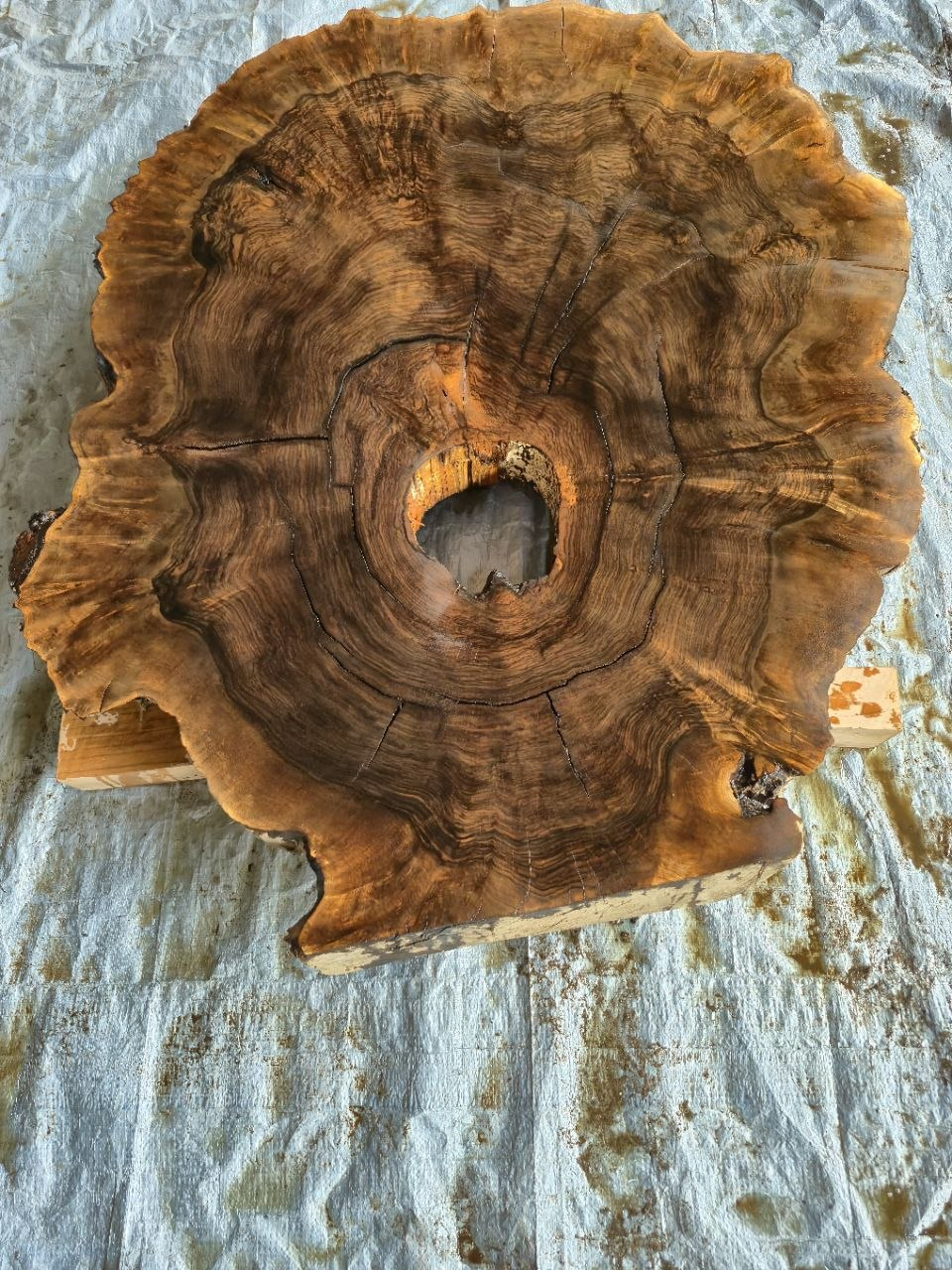 Exhibition Grade Walnut Burl Cookies (Epoxy-Ready)